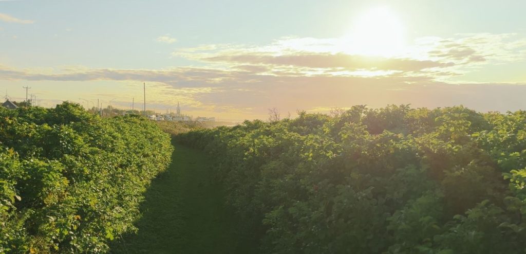 Le sentier des rosiers